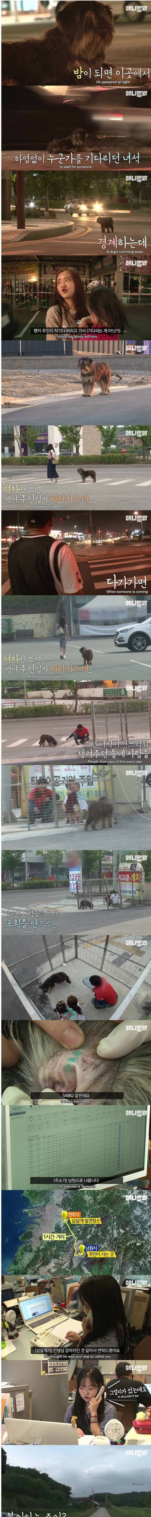 [스압] 버려졌던 강아지 예전 기억나서 신남.jpg