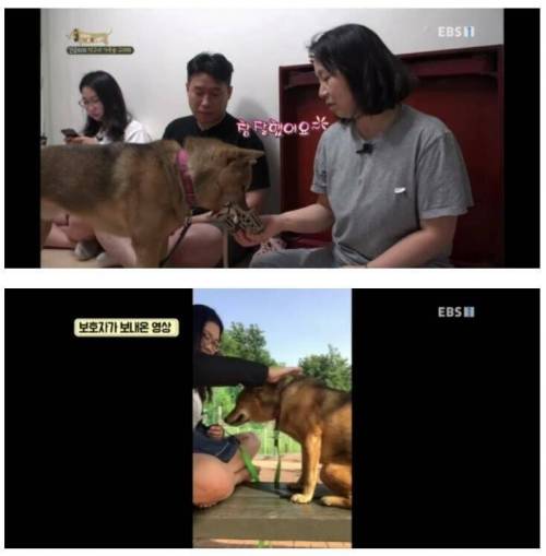 [스압] 촬영 중 개한테 물린 피디.jpg