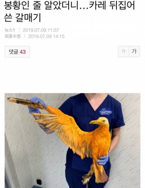 영국에서 전설의 봉황 발견.jpg
