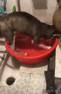 물장난 하다가 혼나는 댕댕이.gif