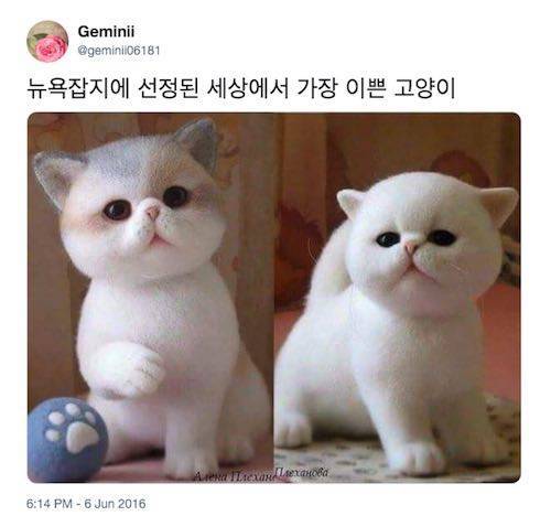 세상에서 가장 이쁜 고양이.jpg