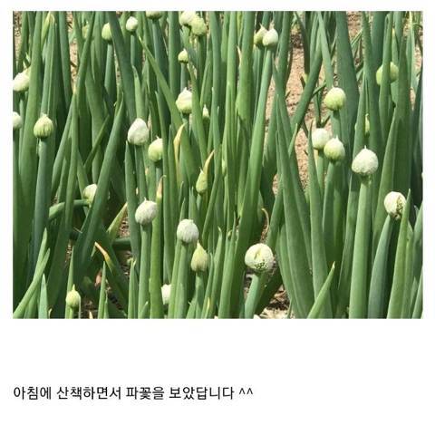 식물갤 대참사.jpg