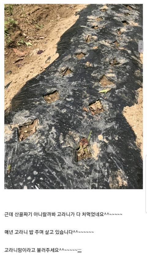 식물갤 대참사.jpg