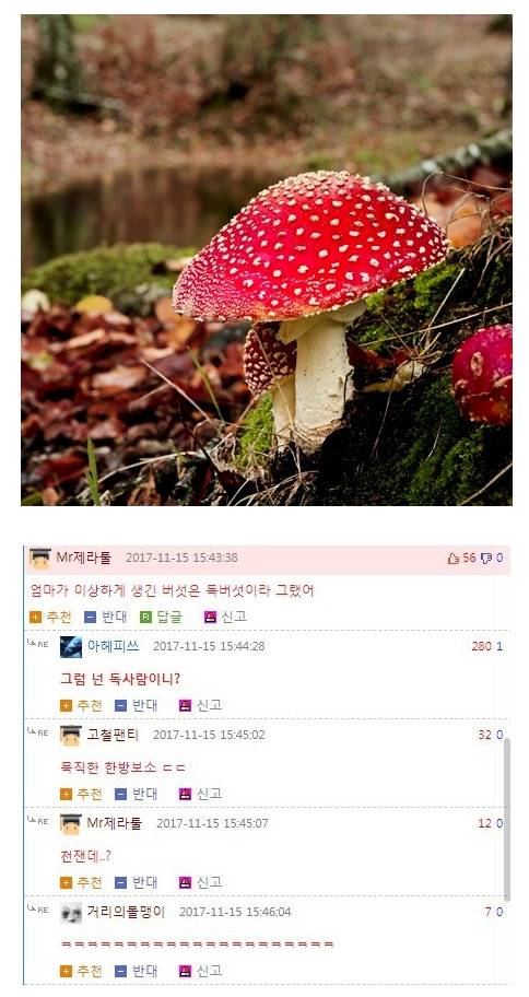 엄마가 이상하게 생겼으면 독버섯 이랬어.jpg