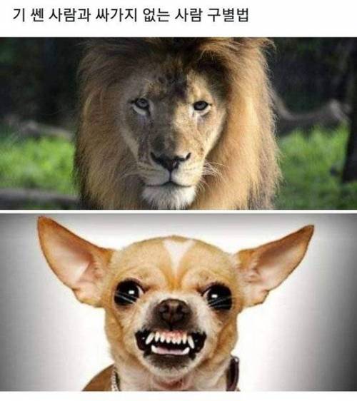 기 쎈 사람과 싸가지 없는 사람 구별법.jpg