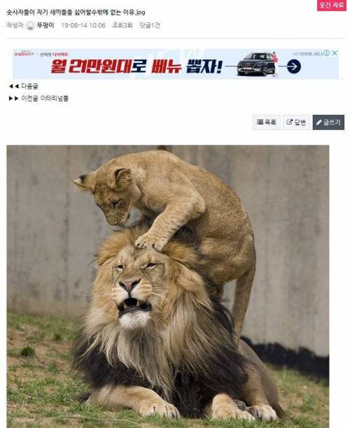 숫사자가 자기 새끼들을 싫어하는 이유