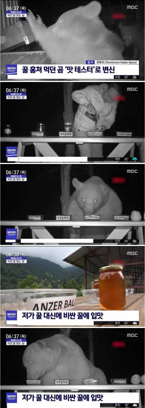 꿀 블라인드 테스트.jpg