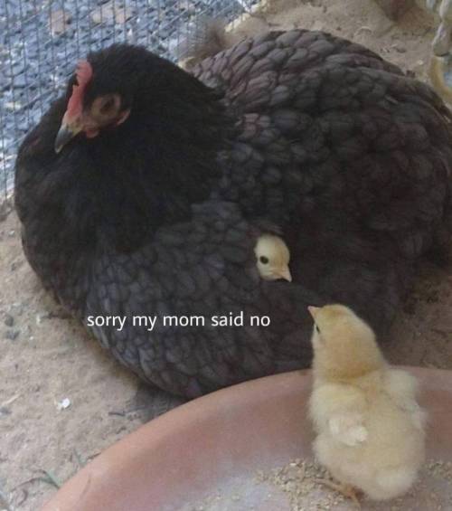 미안, 엄마가 안된대..jpg