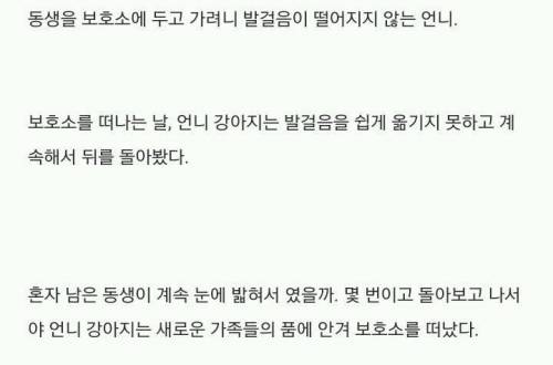 보호소의 자매 강아지.jpg