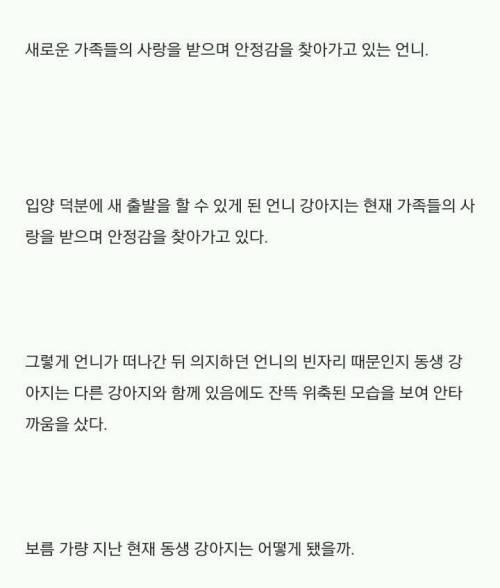 보호소의 자매 강아지.jpg