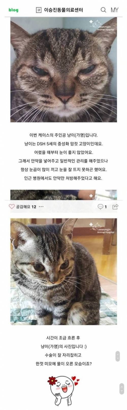 쌍수 한 고양이.jpg