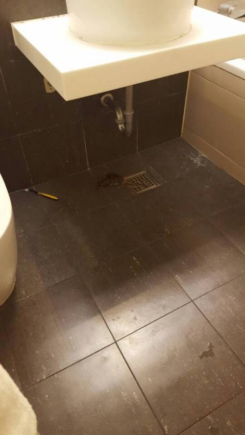 [약혐]헬스갤 라따뚜이.jpg