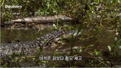 [스압] 악어의 위험성.jpg