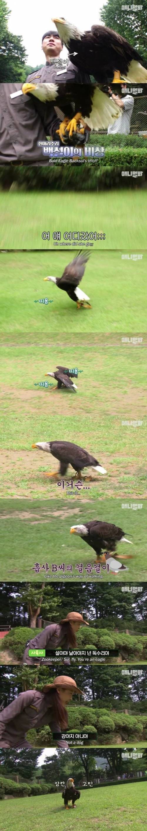 [스압] 사람 손에 자란 독수리.jpg