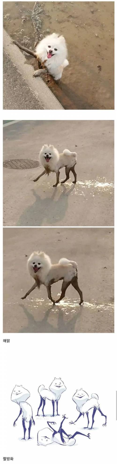 논에 빠진 강아지.jpg