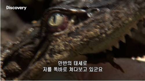 [스압] 악어의 위험성.jpg