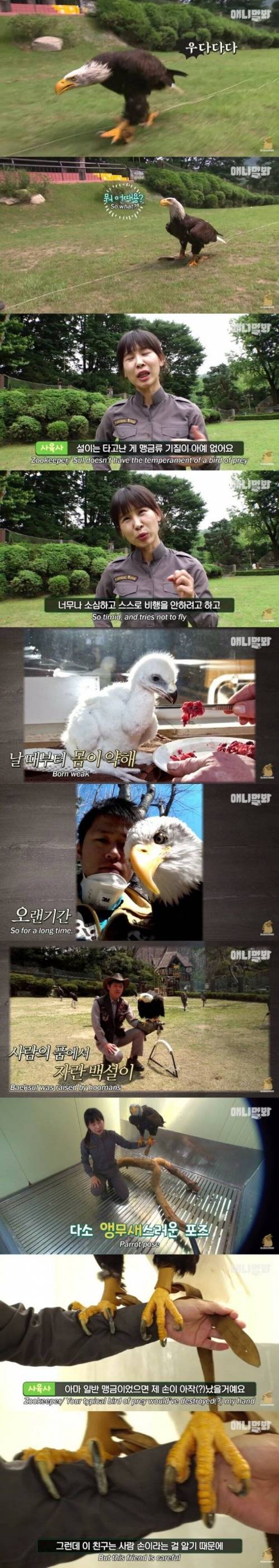 [스압] 사람 손에 자란 독수리.jpg