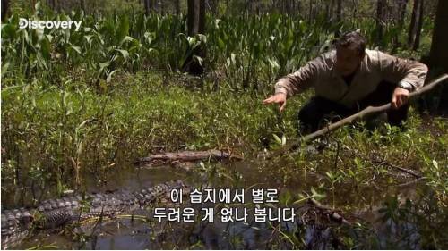[스압] 악어의 위험성.jpg