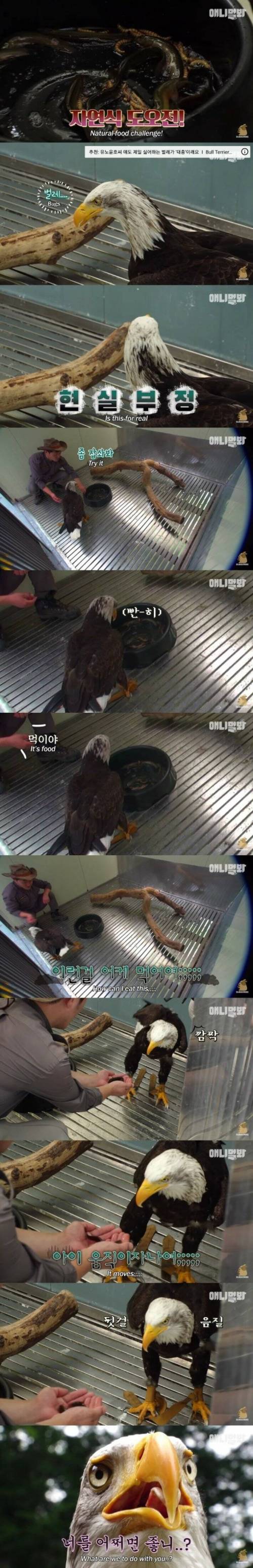 [스압] 사람 손에 자란 독수리.jpg