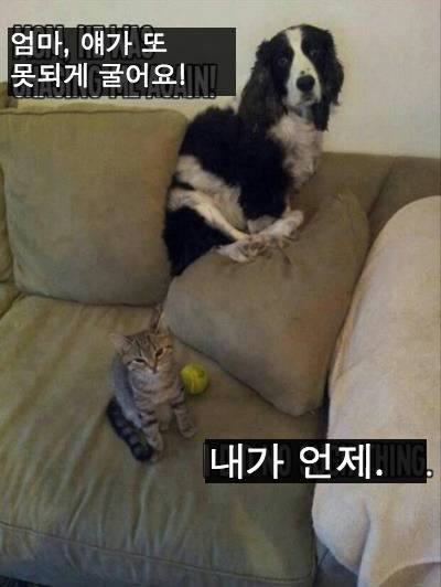 [스압] 반려동물들의 귀여운 순간.jpg