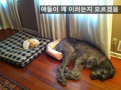 [스압] 반려동물들의 귀여운 순간.jpg