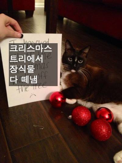 [스압] 반려동물들의 귀여운 순간.jpg