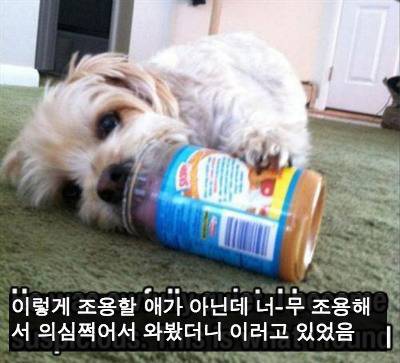 [스압] 반려동물들의 귀여운 순간.jpg