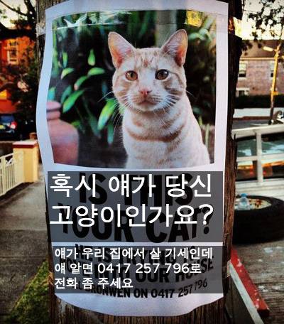 [스압] 반려동물들의 귀여운 순간.jpg