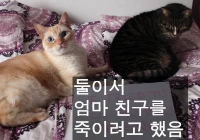 [스압] 반려동물들의 귀여운 순간.jpg