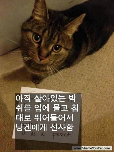 [스압] 반려동물들의 귀여운 순간.jpg