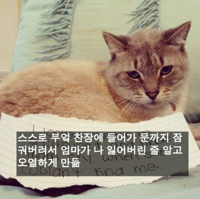 [스압] 반려동물들의 귀여운 순간.jpg