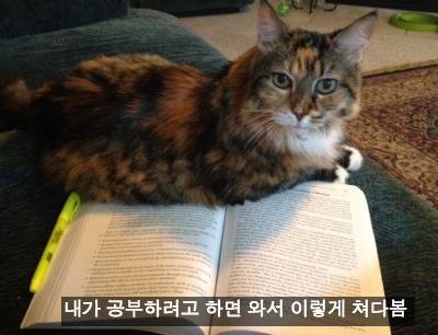 [스압] 반려동물들의 귀여운 순간.jpg