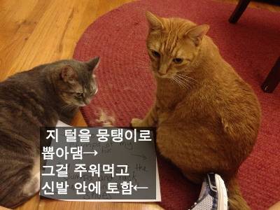 [스압] 반려동물들의 귀여운 순간.jpg