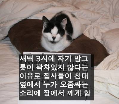 [스압] 반려동물들의 귀여운 순간.jpg