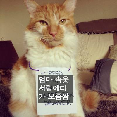 [스압] 반려동물들의 귀여운 순간.jpg