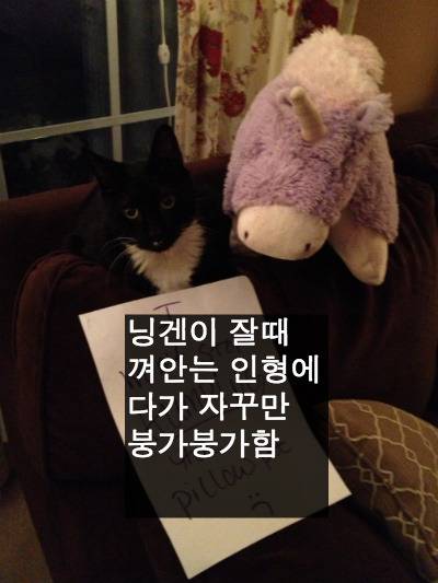 [스압] 반려동물들의 귀여운 순간.jpg