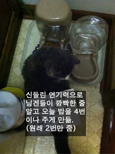 [스압] 반려동물들의 귀여운 순간.jpg