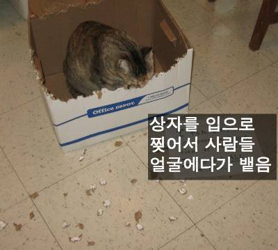 [스압] 반려동물들의 귀여운 순간.jpg