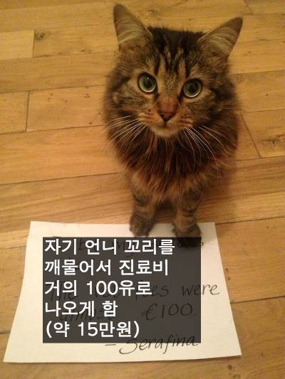 [스압] 반려동물들의 귀여운 순간.jpg