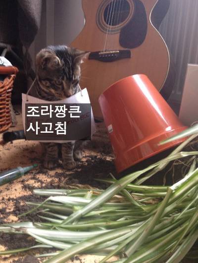 [스압] 반려동물들의 귀여운 순간.jpg