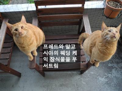 [스압] 반려동물들의 귀여운 순간.jpg
