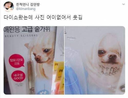 애완용 숱가위 ㄷㄷ.jpg