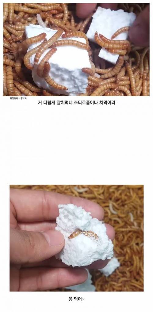 [스압&벌레주의] 자연의 청소부 밀웜에 대해 알아보자.jpg