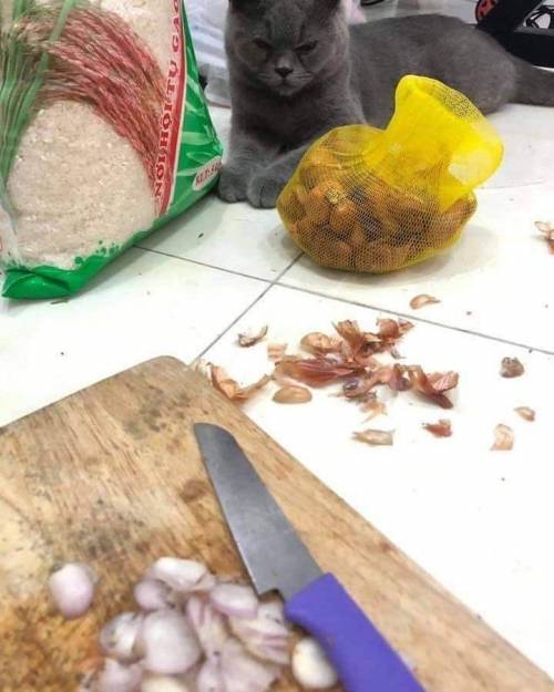 마늘 까는 집사 구경하던 냐옹이.jpg