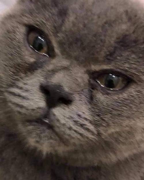 마늘 까는 집사 구경하던 냐옹이.jpg