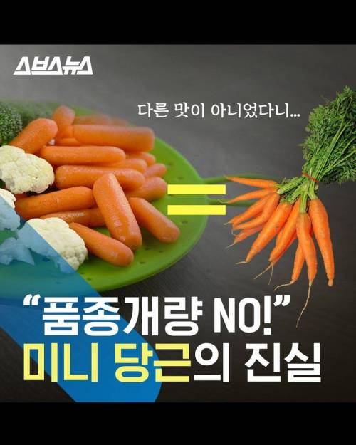 미니 당근의 진실.jpg