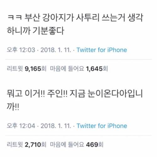 붓싼강아지.jpg