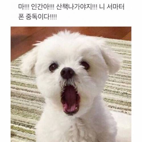 붓싼강아지.jpg
