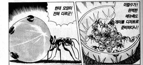[약혐] 단맛이 나는 식용 개미.jpg