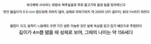 최장 500살까지 사는 그린란드 상어